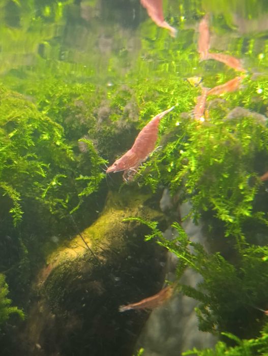 Krewetki czerwone red cherry 10 szt