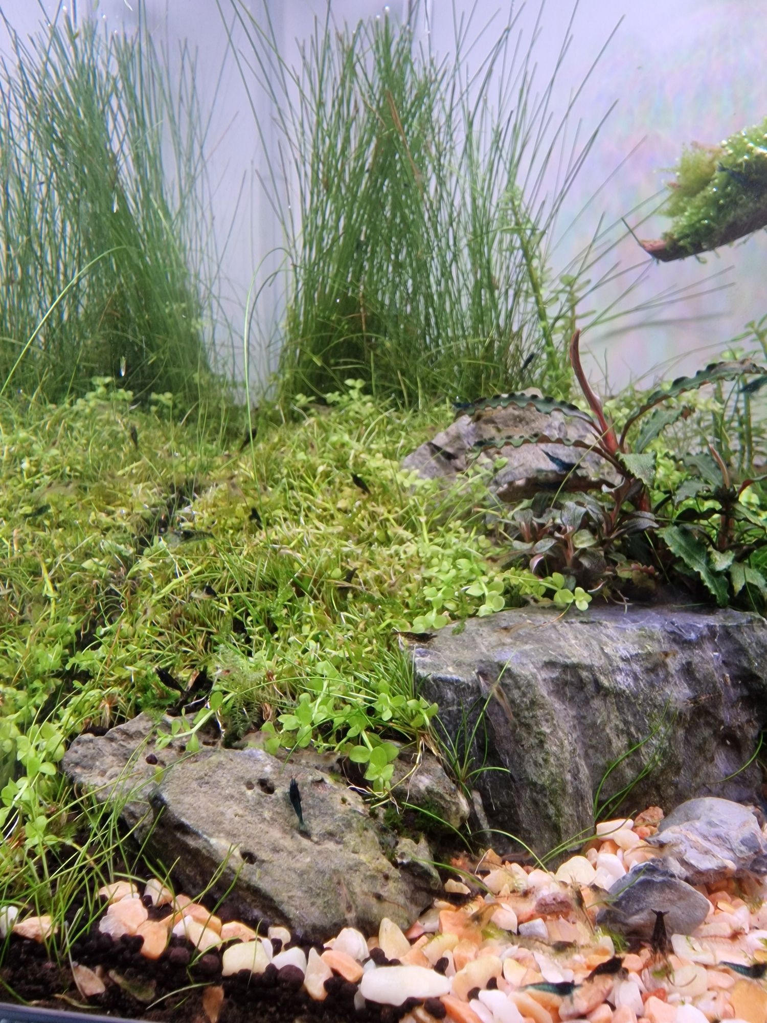 Krewetki Neocardina