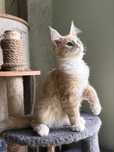 Rudy kocur maine coon FPL