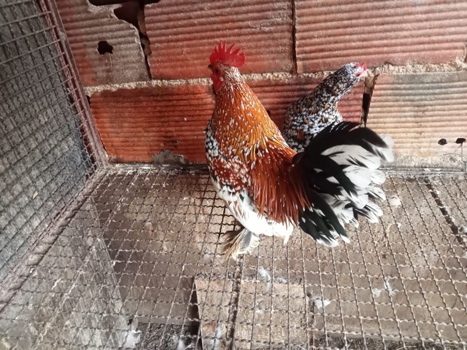 Galinha calçada holandesa