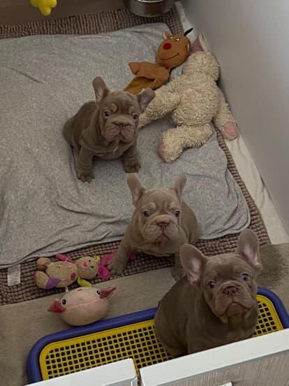 Дівчата та хлопчик