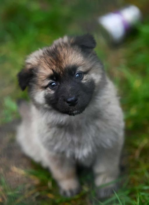 Oddam w dobre ręce szczenięta - Mają i Gucio