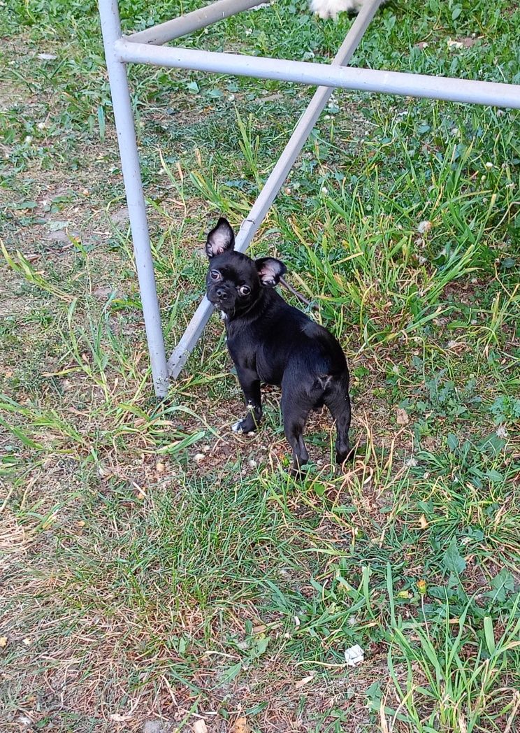 Chihuahua krótkowłosy FCI piesek