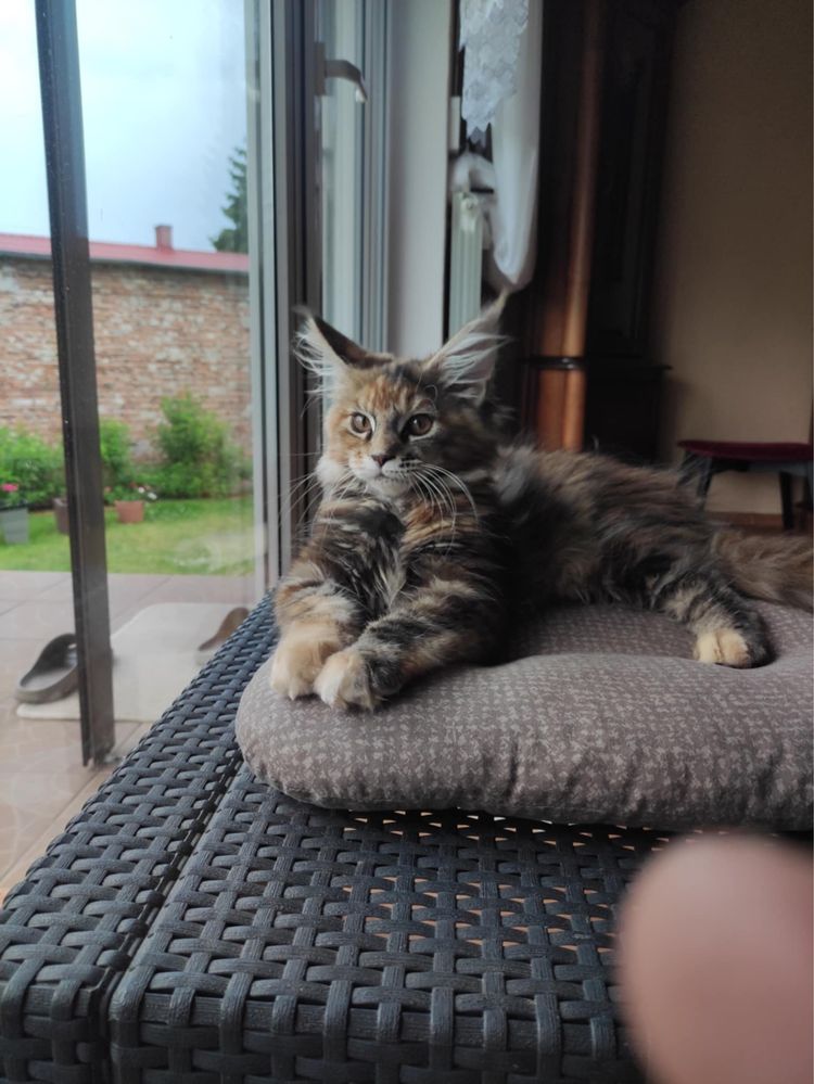 Kotka maine coon