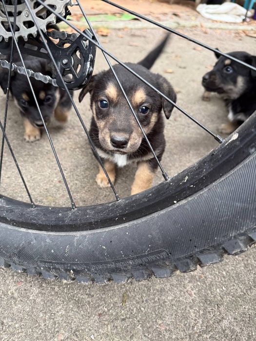 Щенята,(чорні, маленькі) мама є на фото