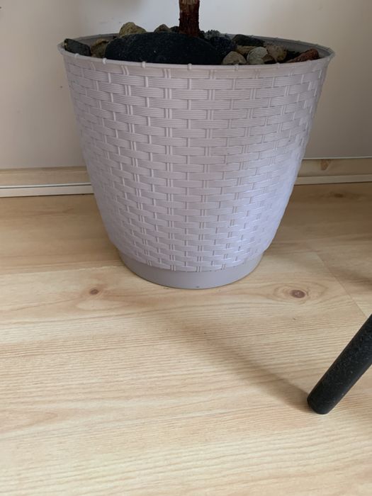 Kwiat doniczkowy duży Fikus Elastika Robusta  Duży Figowiec Sprężysty