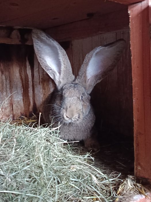 Olbrzym belgijski samce