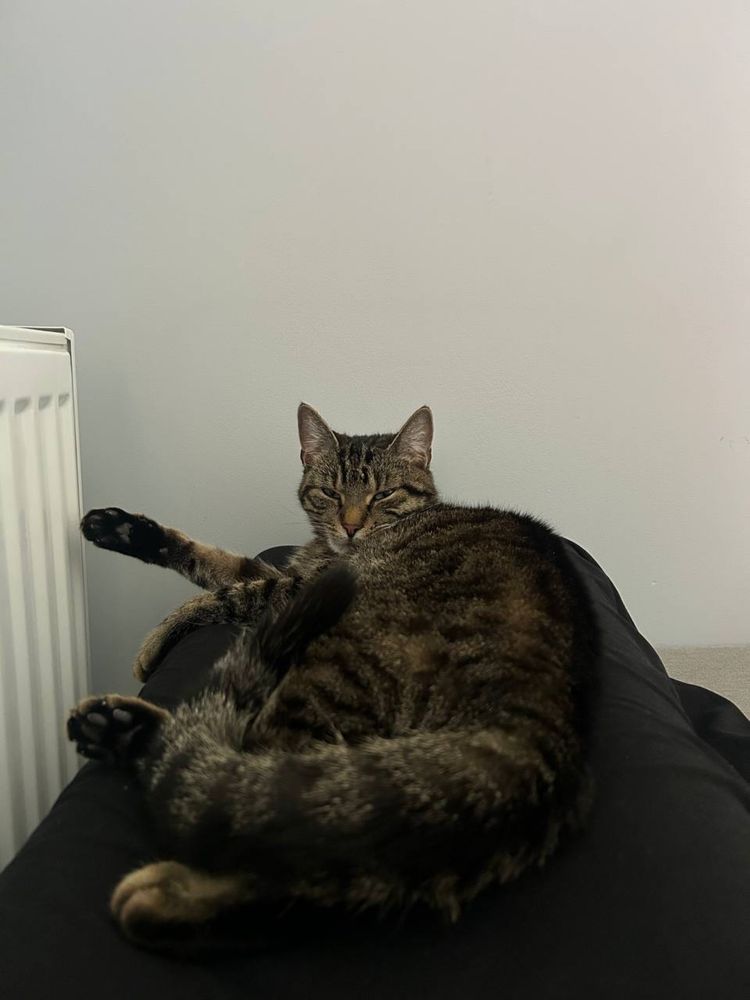 Oddam w dobre ręce kotkę