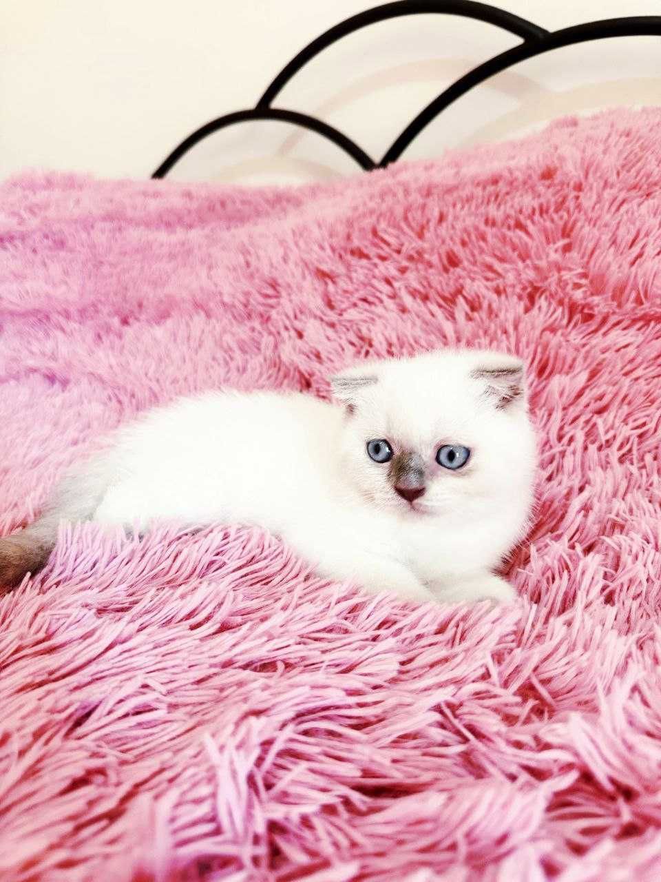 Scottish Fold point azul macho