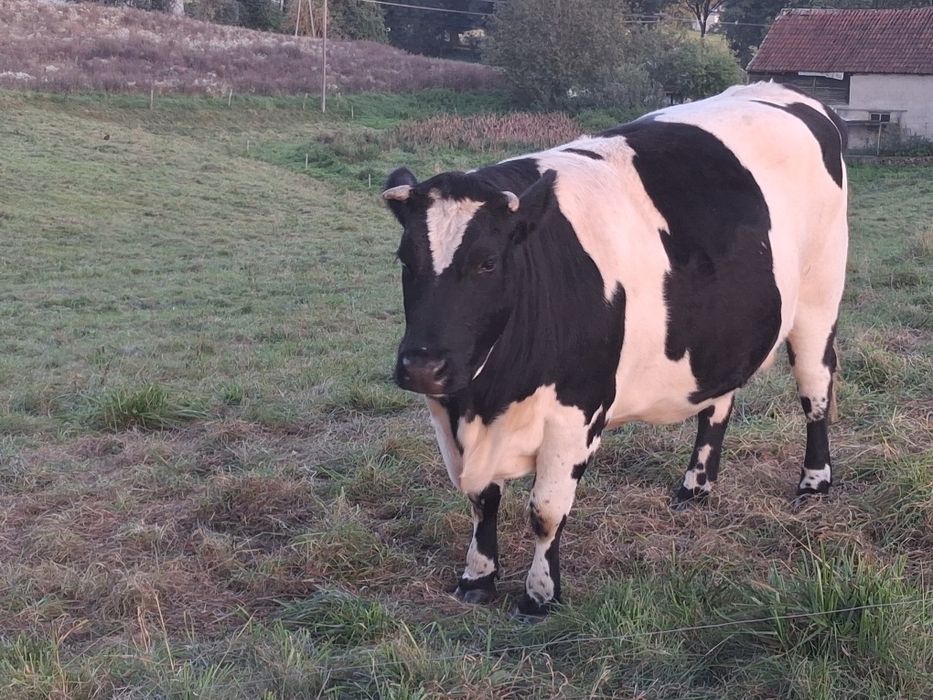 Zamienię trzy krowy na odsadki