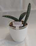 Sansevieria Hahnii Fischeri