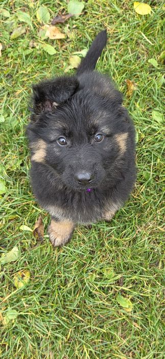 Owczarek Niemiecki Długowłosy- zapraszamy do rezerwacji maluchów!