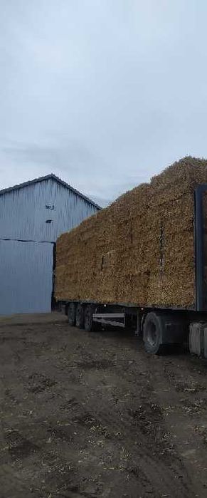 Słoma sucha duża kostka 340 kg. Możliwy transport