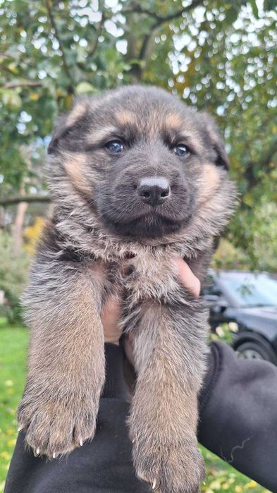 Щенята німецької вівчарки