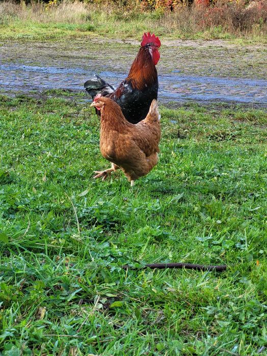 Świeże Wiejskie jajka