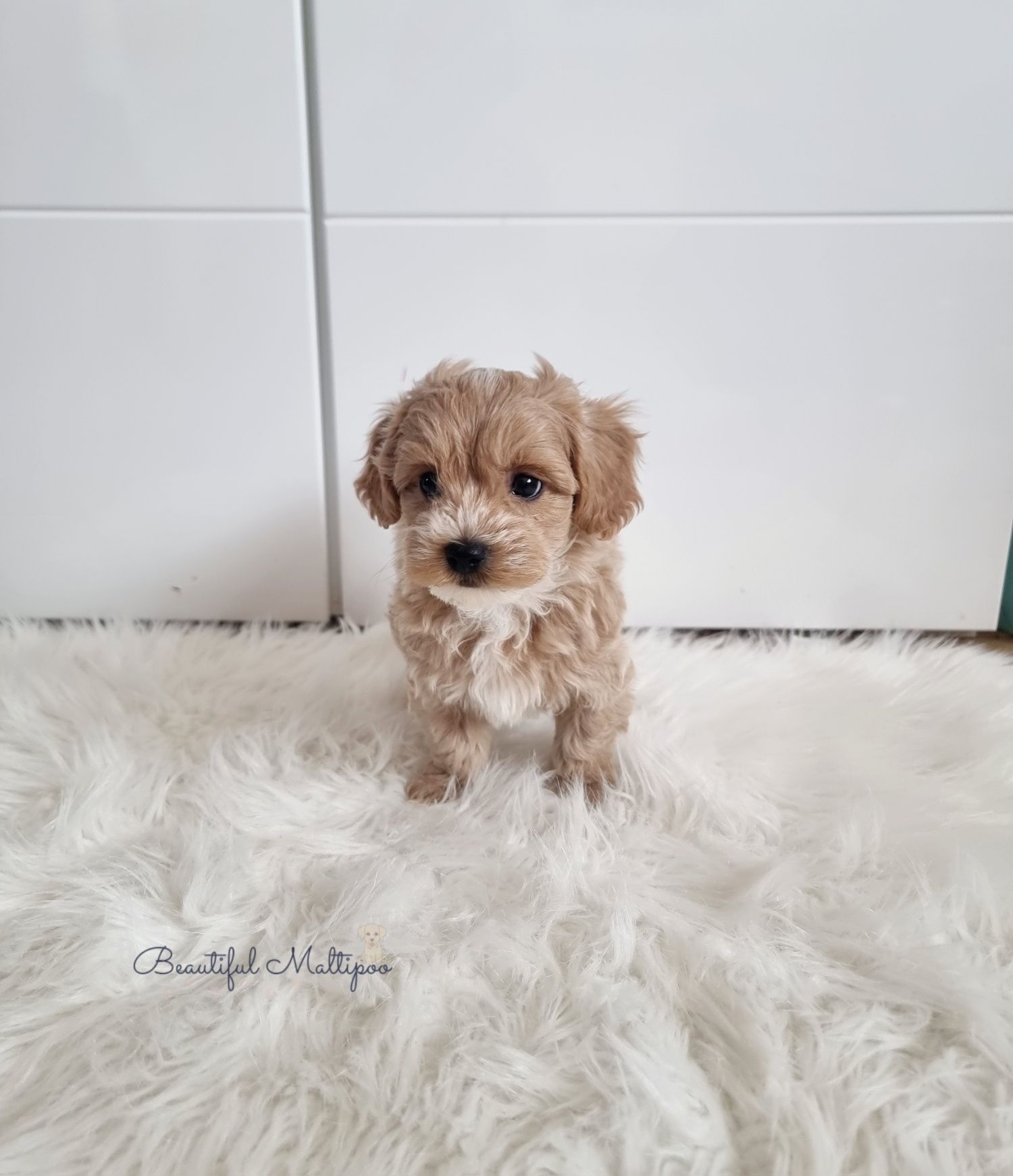 Śliczne pieski Maltipoo F1