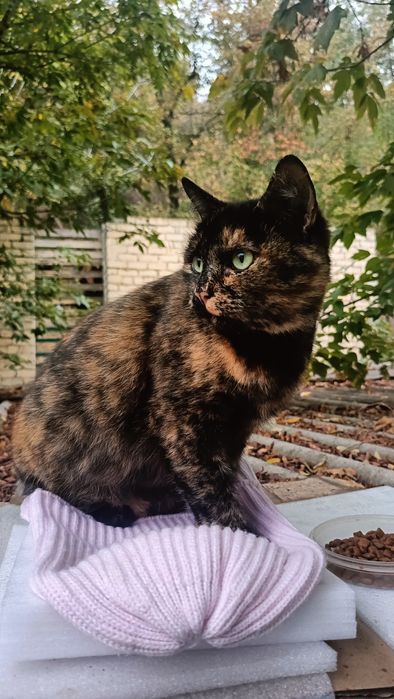 Кішечка шукає сім'ю. Черкаси