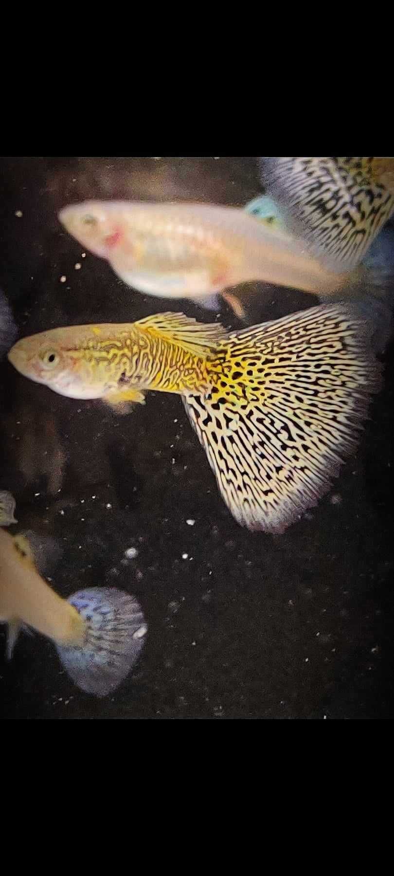 Gupik gupiki White Cobra
