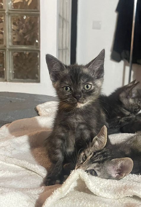Gatinhos bebés para adoção responsável