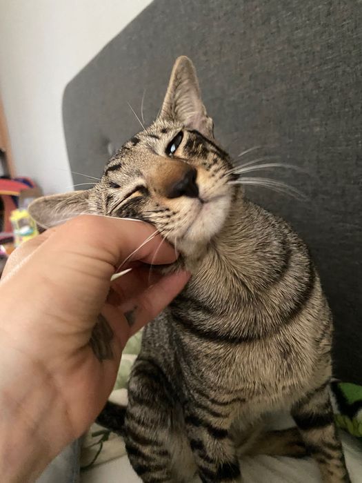 Оріентальний кіт, орі , сіамооріентал