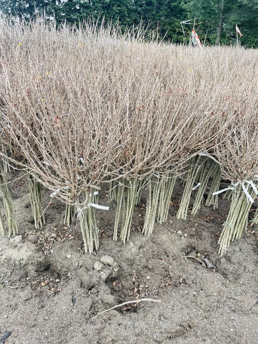 Porzeczka , agrest pienny