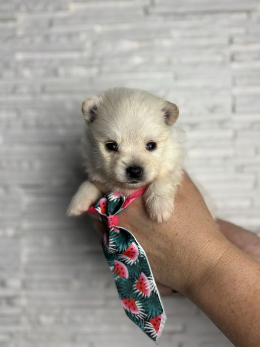 Biały szpic miniaturowy pomeranian