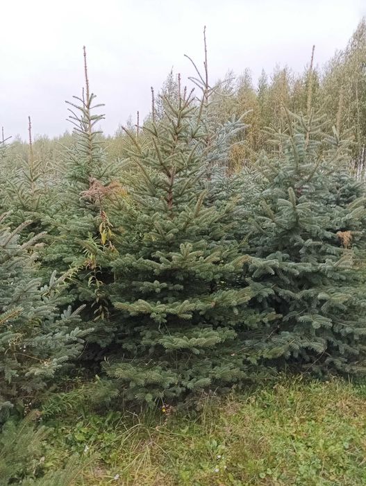 Choinki świąteczne - świerki cięte