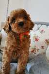 Pudel toy red brown piesek