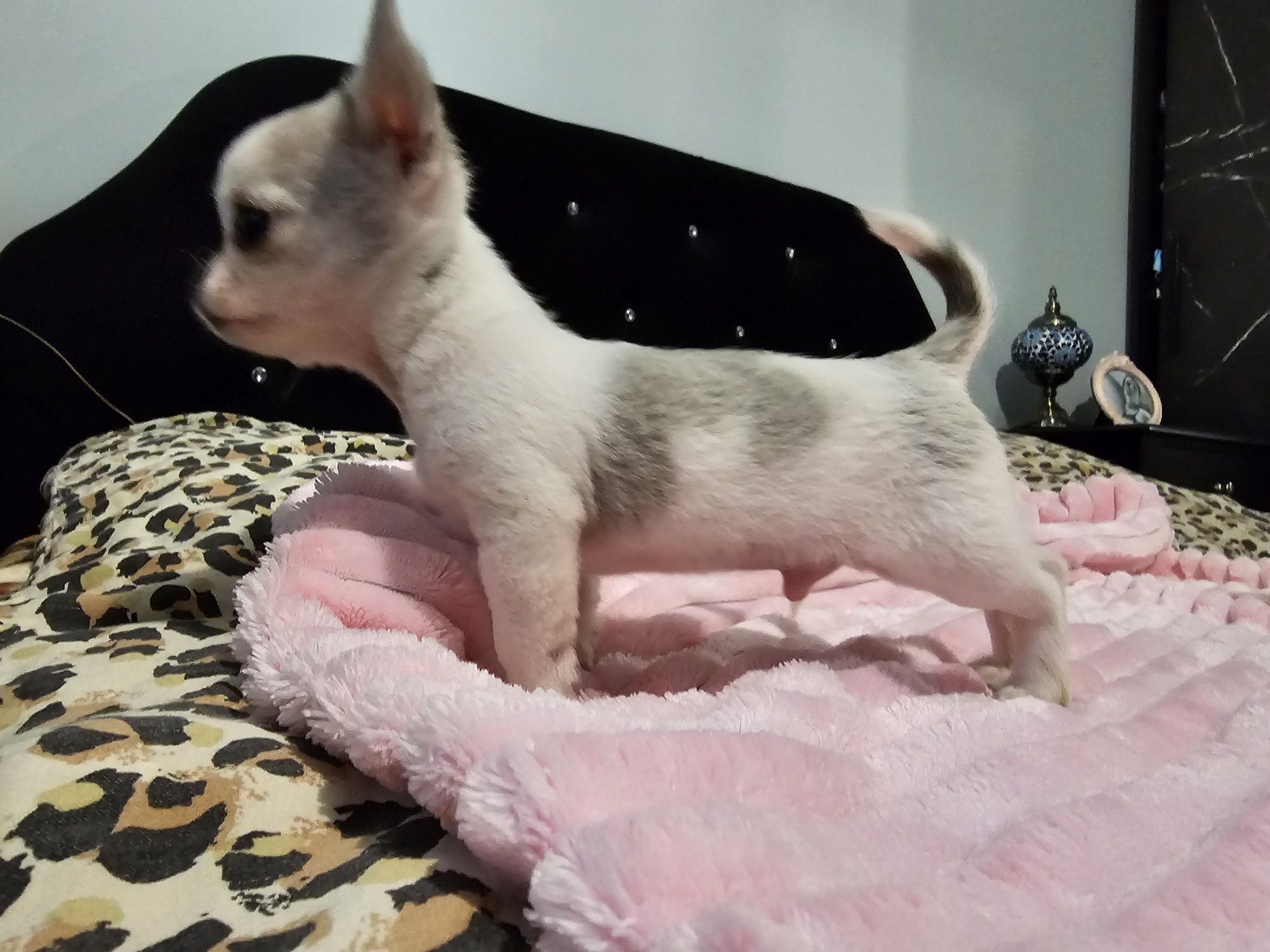 Chihuahua krótkowłosy piesek