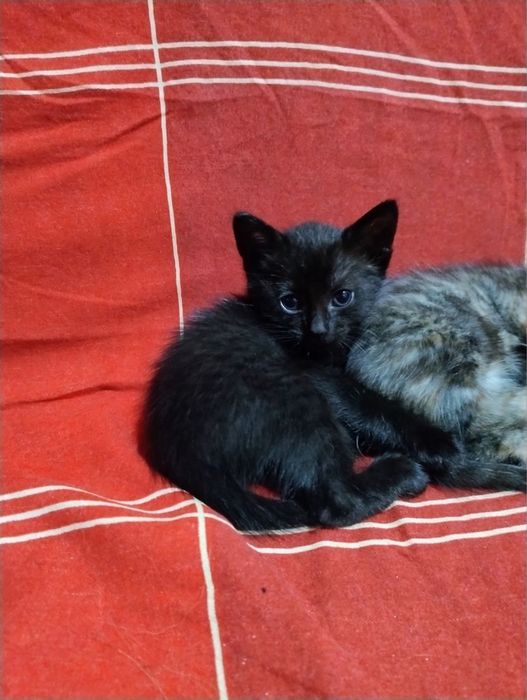 Кошенятно в добрі руки