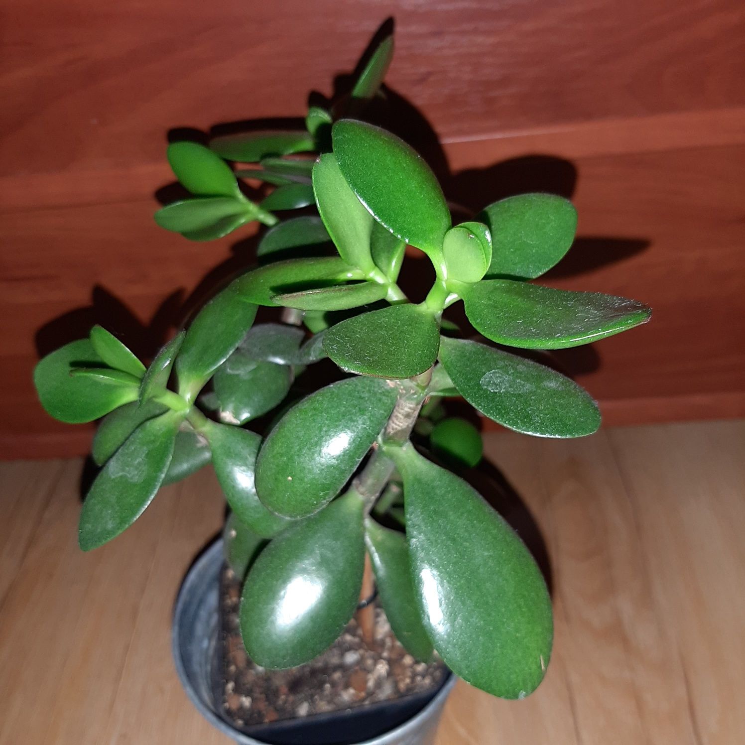Grubosz, crassula