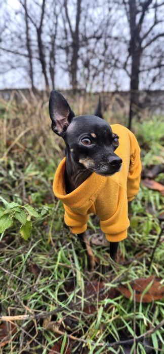 Случка.вязка.той тер'єр мінік