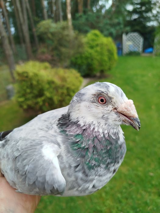 Gołębie Staropolskie- Młode po tej parze z 2025 r likwid