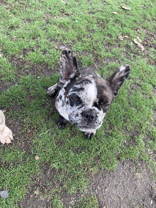 Чудові французики