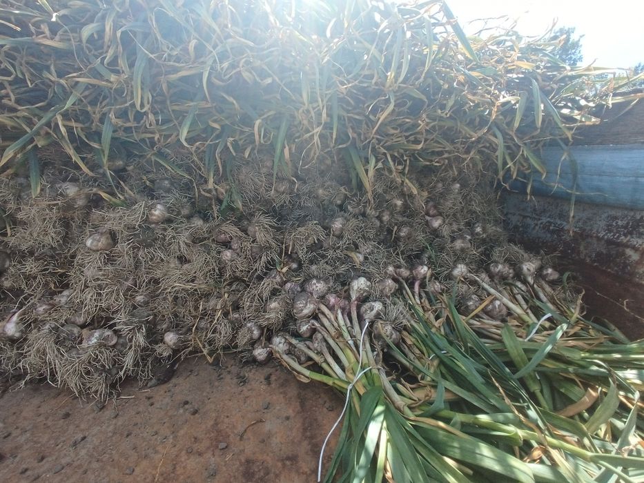 Harnaś poniżej 50mm  20zl kg zdrowy