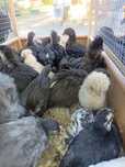 Kurczaki 3 tyg marans astralop czubatka