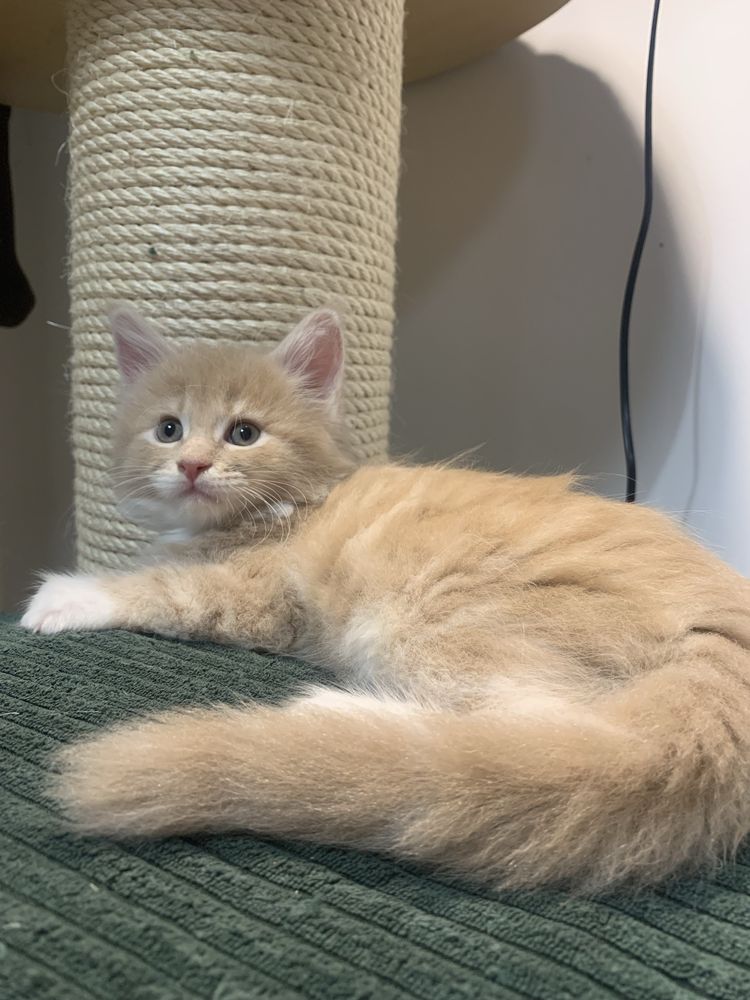 Rezerwacja Kocięta koty i kocice Maine Coon