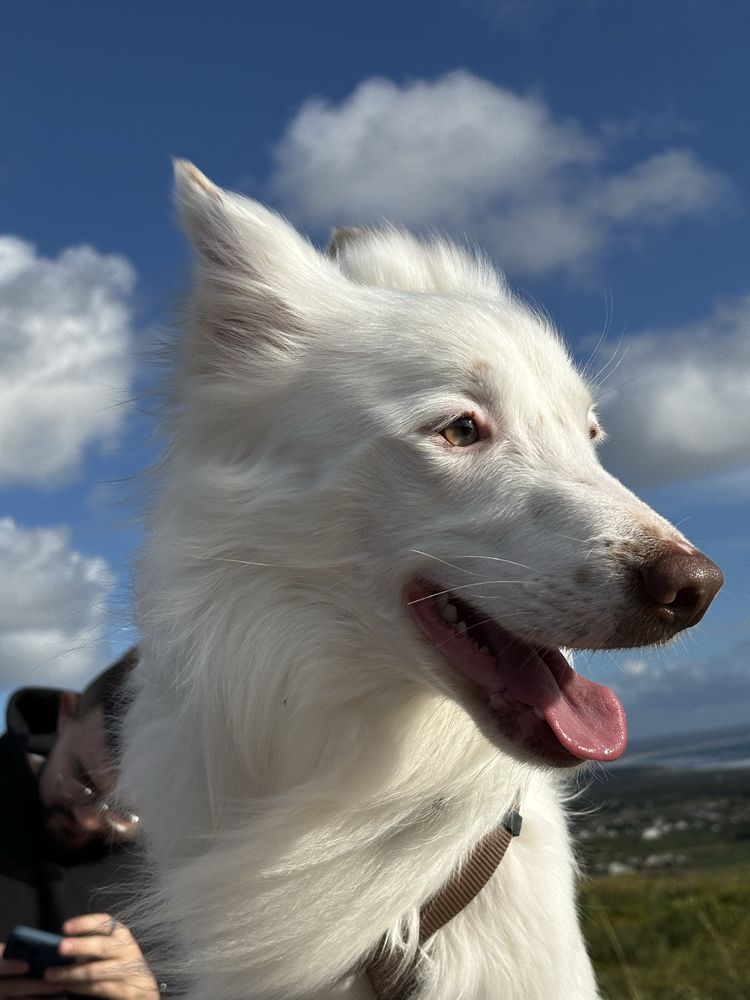 Border Collie para adoção
