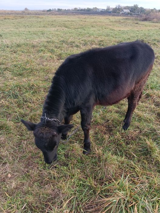 Продам телят (телки)