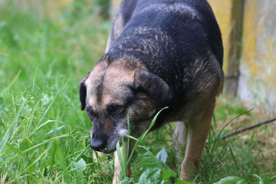 SZAMA spójrz, pokochaj i adoptuj