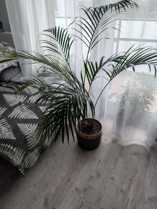 Palma Areca z doniczką
