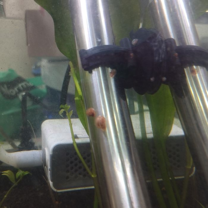 Caracóis planorbis corneus (vermelho)