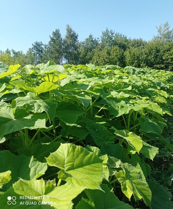 Павловнія Шан Тонг, Пао Тонг, Войлочна, корінь, коріння павловнії