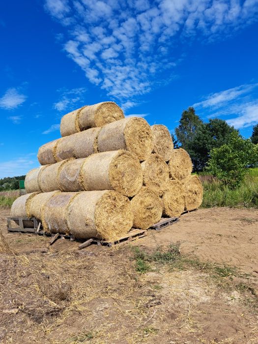 Słoma w balotach / słoma sucha z pod fliz z transportem