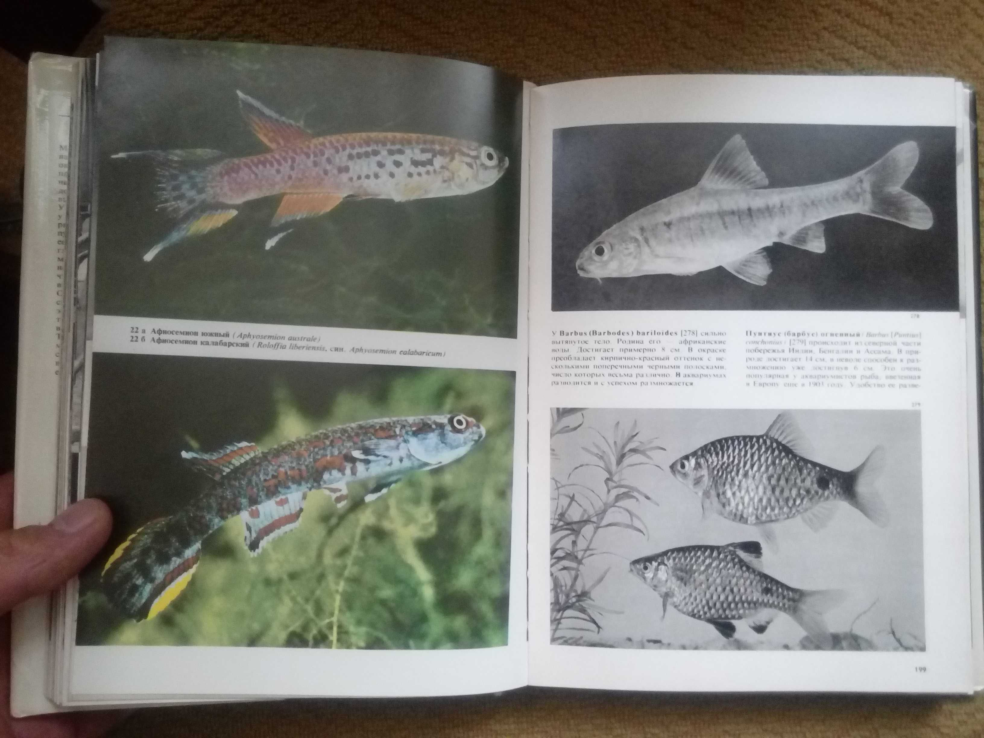 Иллюстрированная энциклопедия   рыб