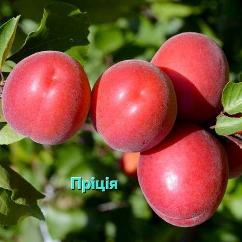 Саджанці Абрикоса