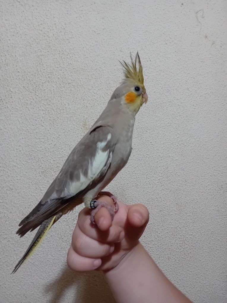 Caturra criada a mão.