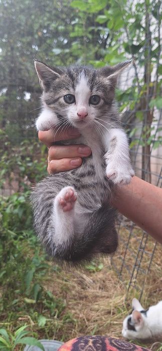 Koty do adopcji 7 małych słodziaków
