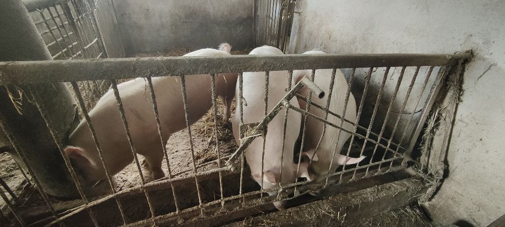 Tuczniki na sprzedaż