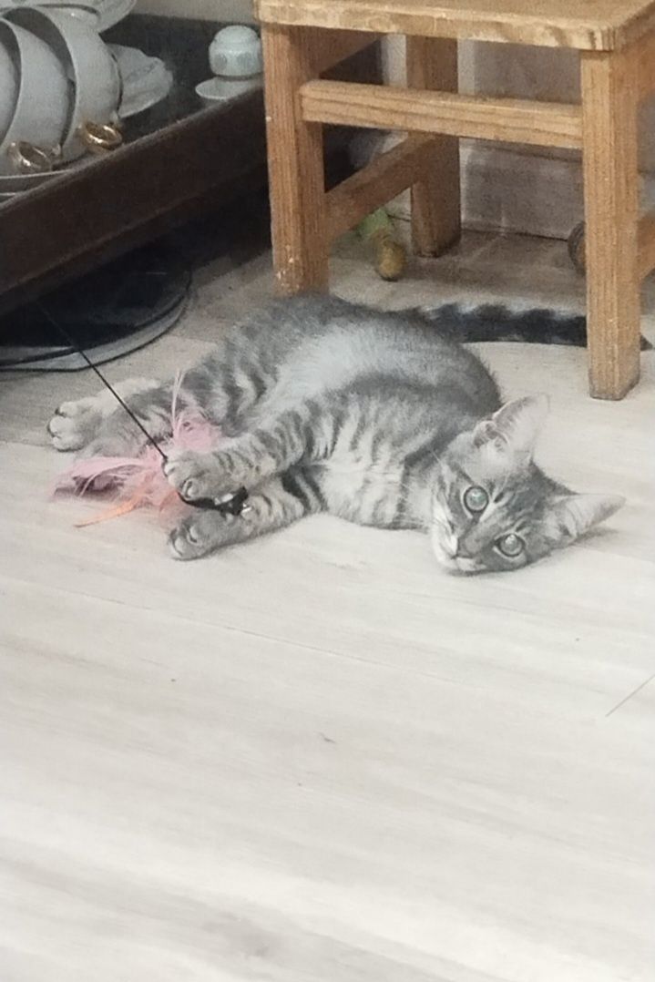 Полосатый котёнок мальчик ищет дом! Котята! Отдам в хорошие руки!
